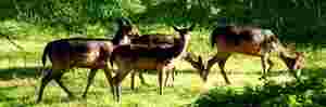 Deer in Levens Hall parkland